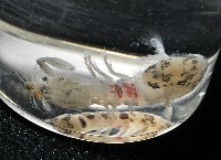 豹斑幼嫩蝦蛄藏品圖，第14張