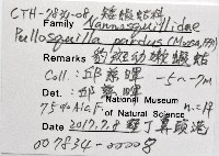 豹斑幼嫩蝦蛄藏品圖，第15張