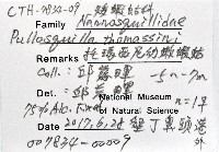 托瑪西尼幼嫩蝦蛄藏品圖，第11張