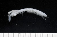 托瑪西尼幼嫩蝦蛄藏品圖，第7張