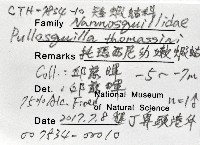 托瑪西尼幼嫩蝦蛄藏品圖，第11張