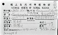 齊柏林新尖額蟹藏品圖，第4張