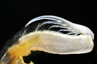 斷脊似口蝦蛄藏品圖，第6張