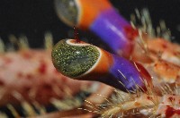 粗盾真寄居蟹藏品圖，第3張