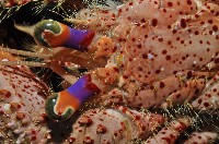 粗盾真寄居蟹藏品圖，第7張