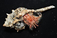 突腕長眼寄居蟹藏品圖，第5張