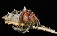 突腕長眼寄居蟹藏品圖，第10張
