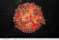 輻星肛海膽藏品圖，第1張