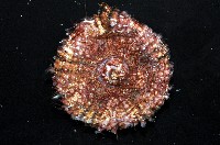 輻星肛海膽藏品圖，第4張