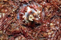 輻星肛海膽藏品圖，第5張