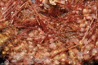 輻星肛海膽藏品圖，第6張