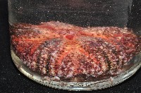輻星肛海膽藏品圖，第7張