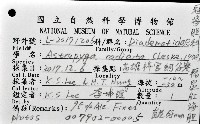 輻星肛海膽藏品圖，第8張