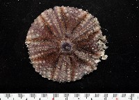 粒毛冠海膽藏品圖，第1張