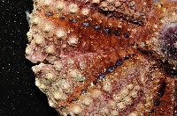 粒毛冠海膽藏品圖，第3張