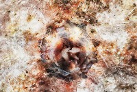 粒毛冠海膽藏品圖，第6張