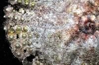 粒毛冠海膽藏品圖，第7張