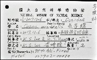 長芋螺藏品圖，第12張