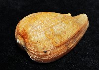 麻布枇杷螺藏品圖，第2張