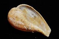 麻布枇杷螺藏品圖，第4張
