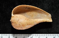麻布枇杷螺藏品圖，第7張