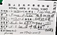 麻布枇杷螺藏品圖，第8張
