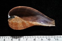 小枇杷螺藏品圖，第4張