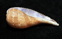 小枇杷螺藏品圖，第8張