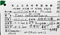 小枇杷螺藏品圖，第12張