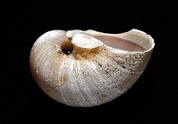 大玉螺藏品圖，第5張