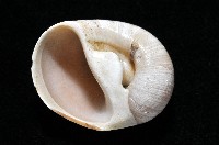 大玉螺藏品圖，第6張