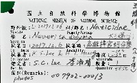 大玉螺藏品圖，第8張