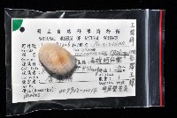 褐帶玉螺藏品圖，第7張