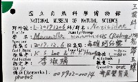 褐帶玉螺藏品圖，第8張