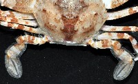 圓形狼牙蟹藏品圖，第3張