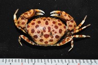 紅斑斗蟹藏品圖，第1張