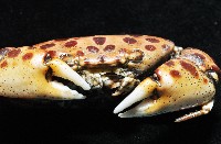 紅斑斗蟹藏品圖，第7張