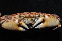 紅斑斗蟹藏品圖，第8張