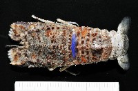 皺褶蟬蝦藏品圖，第1張