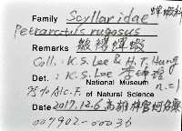 皺褶蟬蝦藏品圖，第12張