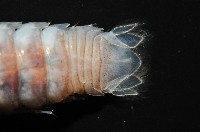 未知種浪漂水虱藏品圖，第3張