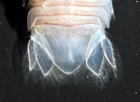未知種浪漂水虱藏品圖，第4張