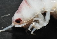 未知種浪漂水虱藏品圖，第5張