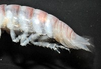 未知種浪漂水虱藏品圖，第6張