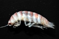 未知種浪漂水虱藏品圖，第7張