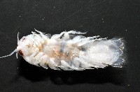 未知種浪漂水虱藏品圖，第8張