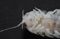 未知種浪漂水虱藏品圖，第9張