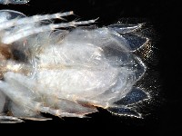未知種浪漂水虱藏品圖，第10張