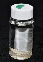 未知種浪漂水虱藏品圖，第11張