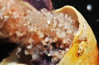 深水旋刺寄居蟹藏品圖，第7張
